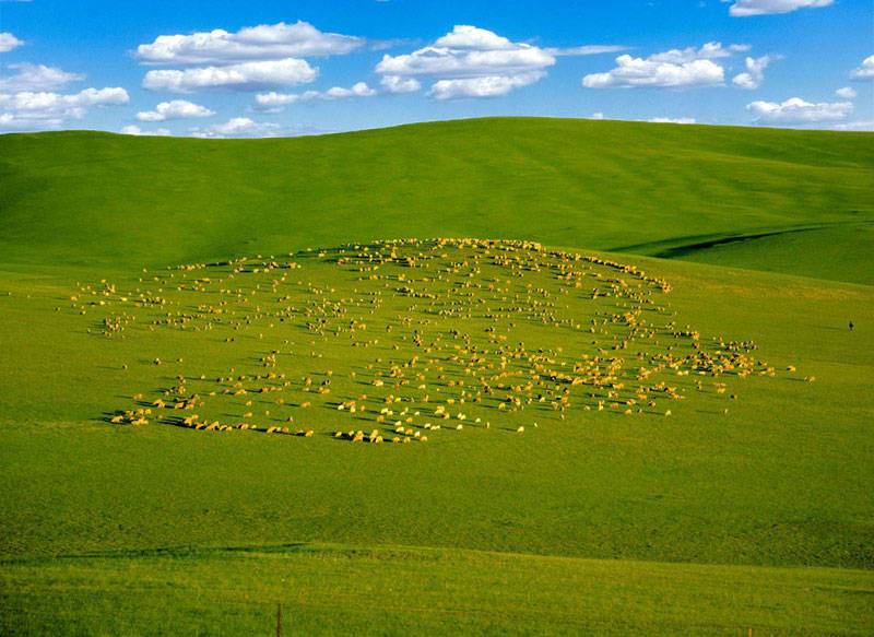 呼伦贝尔的草原羊群