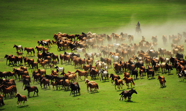 呼伦贝尔草原的马群